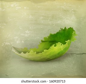 Lettuce old style vector