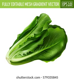 Lettuce on white background. Vector illustration