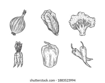 lettuce onion broccoli carrots pepper vegetables fresh organic nature, hand drawn style vector illustration
