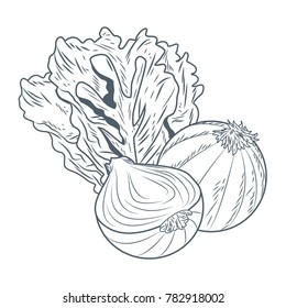 Lettuce and onion hand draw