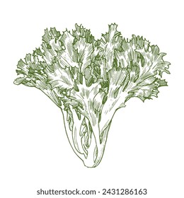 Lettuce plant engraved drawing isolated on white background