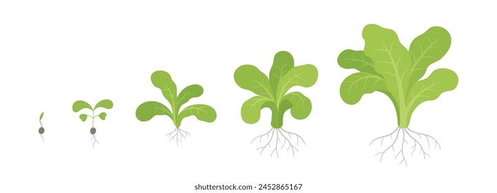 Lettuce plant growth stages. Growing cycle. Harvest progression. Vector illustration.