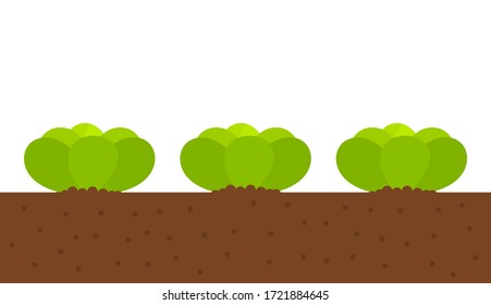 Lettuce plants growing in vegetable garden. Vector illustration.