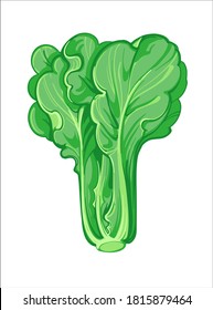 Lettuce Or Romaine Lettuce, Hand Drawn Vector Illustration Isolated On White Background. Fresh Cartoon Vegetable. Seasonal Vegetables.