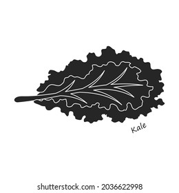 Lettuce and salad black vector of icon.Black vector illustration leaf of lettuce. Isolated illustration leaf of salad icon.