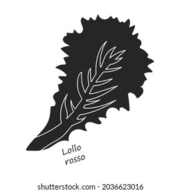 Lettuce and salad black vector of icon.Black vector illustration leaf of lettuce. Isolated illustration leaf of salad icon.