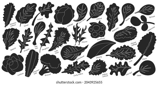 Lettuce and salad black vector set of icon.black vector set illustration leaf of lettuce. Isolated illustration collection leaf of salad icon.