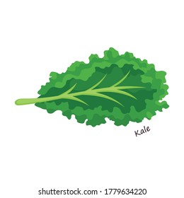 Lettuce and salad cartoon vector of icon.Cartoon vector illustration leaf of lettuce. Isolated illustration leaf of salad icon.