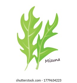 Lettuce and salad cartoon vector of icon.Cartoon vector illustration leaf of lettuce. Isolated illustration leaf of salad icon.