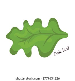 Lettuce and salad cartoon vector of icon.Cartoon vector illustration leaf of lettuce. Isolated illustration leaf of salad icon.