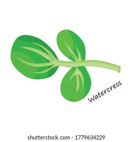 Lettuce and salad cartoon vector of icon.Cartoon vector illustration leaf of lettuce. Isolated illustration leaf of salad icon.
