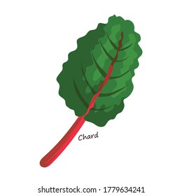 Lettuce and salad cartoon vector of icon.Cartoon vector illustration leaf of lettuce. Isolated illustration leaf of salad icon.