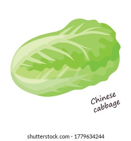 Lettuce and salad cartoon vector of icon.Cartoon vector illustration leaf of lettuce. Isolated illustration leaf of salad icon.