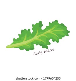 Lettuce and salad cartoon vector of icon.Cartoon vector illustration leaf of lettuce. Isolated illustration leaf of salad icon.