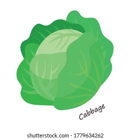 Lettuce and salad cartoon vector of icon.Cartoon vector illustration leaf of lettuce. Isolated illustration leaf of salad icon.