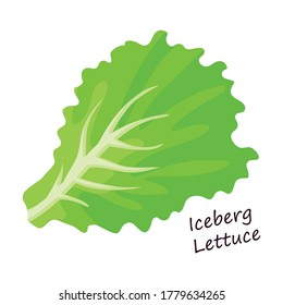 Lettuce and salad cartoon vector of icon.Cartoon vector illustration leaf of lettuce. Isolated illustration leaf of salad icon.