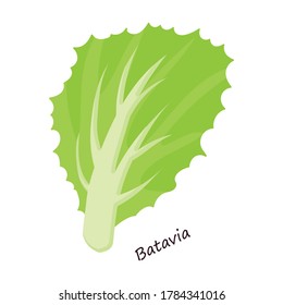 Lettuce and salad cartoon vector of icon.Cartoon vector illustration leaf of lettuce. Isolated illustration leaf of salad icon.
