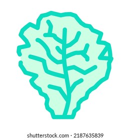 lettuce salad color icon vector. lettuce salad sign. isolated symbol illustration
