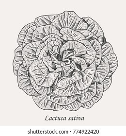Lettuce salad head top view in style of black and white vintage engraving vector illustration