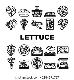 lettuce salad leaf vegetable icons set vector. green fresh plant, white iceberg farm, garden food, leaves, head organic cabbage lettuce salad leaf vegetable black contour illustrations