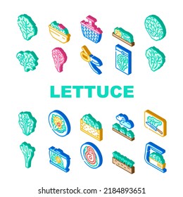 lettuce salad leaf vegetable icons set vector. green fresh plant, white iceberg farm, garden food, leaves, head organic cabbage lettuce salad leaf vegetable isometric sign illustrations