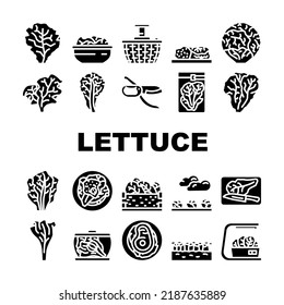 lettuce salad leaf vegetable icons set vector. green fresh plant, white iceberg farm, garden food, leaves, head organic cabbage lettuce salad leaf vegetable glyph pictogram Illustrations