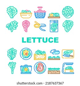 lettuce salad leaf vegetable icons set vector. green fresh plant, white iceberg farm, garden food, leaves, head organic cabbage lettuce salad leaf vegetable color line illustrations