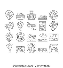 Iconos vegetales de la hoja de la lechuga Vector del sistema. planta fresca verde, granja blanca del iceberg, comida del jardín, hojas, cabeza Ilustraciones orgánicas del contorno negro de la hoja de la ensalada de la lechuga del repollo