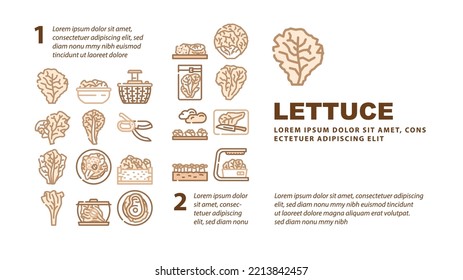 Lettuce Salad Leaf Vegetable Landing Web Page Header Vector. Green Fresh Plant, White Iceberg Farm, Garden Food, Leaves, Head Organic Cabbage Lettuce Salad Leaf Vegetable Illustration