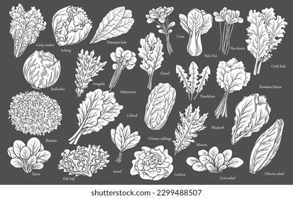 Lettuce and salad leaves glyph icons set. Stamps of leaf vegetables and greens with romaine lettuce and Chinese cabbage, arugula, chard chicory and garden cress, vector illustration.