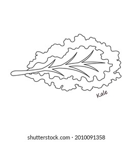 Lettuce and salad outline vector of icon.Outline vector illustration leaf of lettuce. Isolated illustration leaf of salad icon.