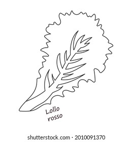 Lettuce and salad outline vector of icon.Outline vector illustration leaf of lettuce. Isolated illustration leaf of salad icon.