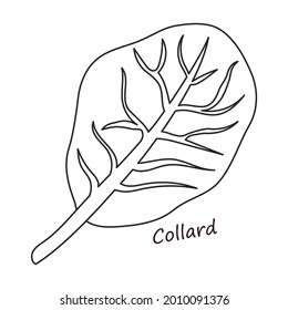 Lettuce and salad outline vector of icon.Outline vector illustration leaf of lettuce. Isolated illustration leaf of salad icon.