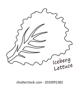 Lettuce and salad outline vector of icon.Outline vector illustration leaf of lettuce. Isolated illustration leaf of salad icon.