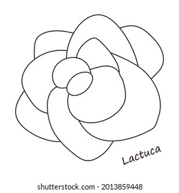 Lettuce and salad outline vector of icon.Outline vector illustration leaf of lettuce. Isolated illustration leaf of salad icon.
