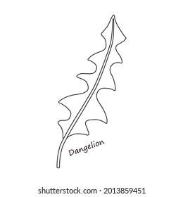 Lettuce and salad outline vector of icon.Outline vector illustration leaf of lettuce. Isolated illustration leaf of salad icon.
