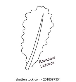 Lettuce and salad outline vector of icon.Outline vector illustration leaf of lettuce. Isolated illustration leaf of salad icon.