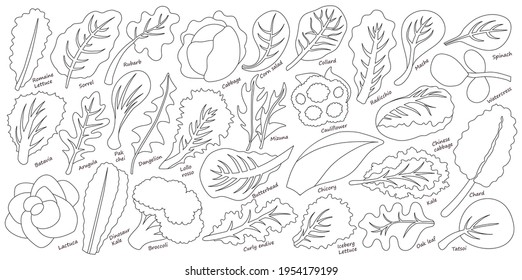 Lettuce and salad outline vector set of icon.outline vector set illustration leaf of lettuce. Isolated illustration collection leaf of salad icon.