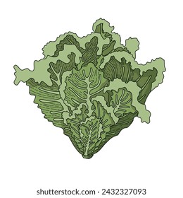 Ensalada de lechuga. Ilustración vectorial de vegetación frondosa. Un ingrediente para cocinar platos vegetarianos. Imágenes para ilustrar libros de cocina y recetas. Cultivando verduras.