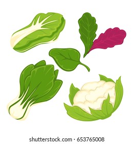 Lettuce salad vegetables vector isolated flat icons set
