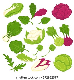 Lettuce salads leafy vegetables. Cauliflower and arugula, kohlrabi and brussels sprouts, chinese cabbage napa or pak choi, sorrel, chicory and spinach and lollo rossa radicchio. Vector isolated icons