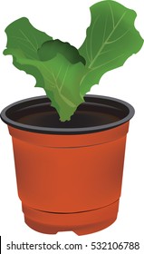lettuce seedlings on the white background