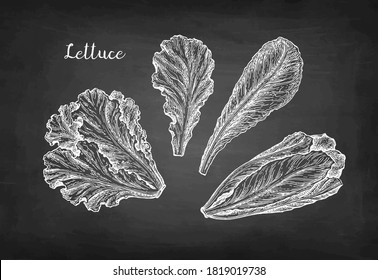 Lettuce set. Chalk sketch on blackboard background. Hand drawn vector illustration. Retro style.