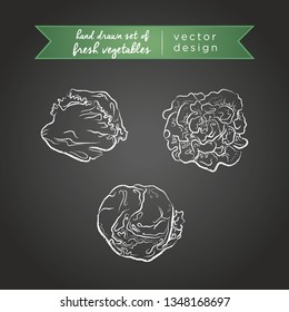 Lettuce. Set of fresh vegetables, whole, half and bitten with leaf. Vector illustration. Isolated on blackboard	