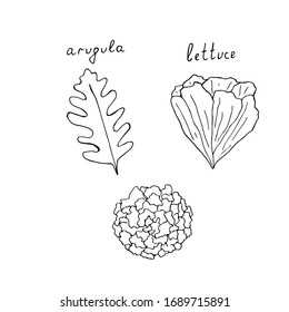 Lettuce, set, vector illustration, hand drawing