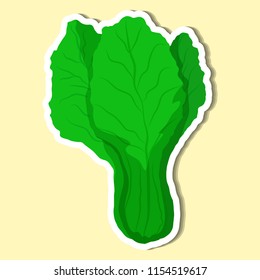 Lettuce of simple color illustrations