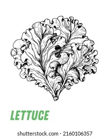 Lettuce sketch. Hand drawn vector illustration. Engraved image. Lettuce vegetable hand drawn sketch.