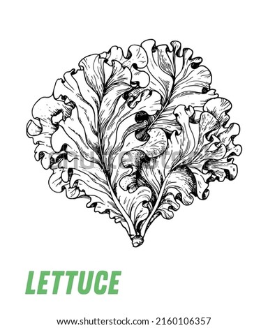 Lettuce sketch. Hand drawn vector illustration. Engraved image. Lettuce vegetable hand drawn sketch.