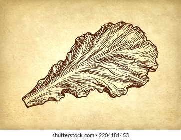 Lettuce sketch. Ink drawing on old paper background. Retro style.