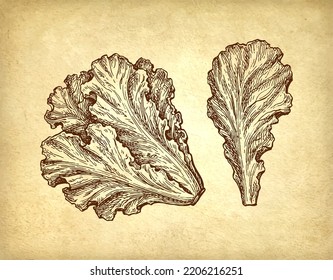 Lettuce sketch. Ink drawing on old paper background. Vintage style.